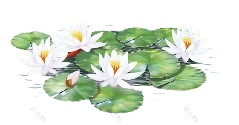 叶子图片,荷花元素,文艺PNG,户外免抠素材